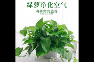 除甲（jiǎ）醛（quán）選什麽綠植好 甲醛排名第一的植物是它（tā）